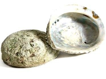 Abalone-Muschel NaDeco Haliotis midae ca. 12-16cm