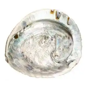 Abalone-Muschel