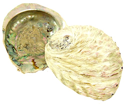 Die beste abalone muschel osters muschel sammler shop raeucherzubehoer Bestsleller kaufen