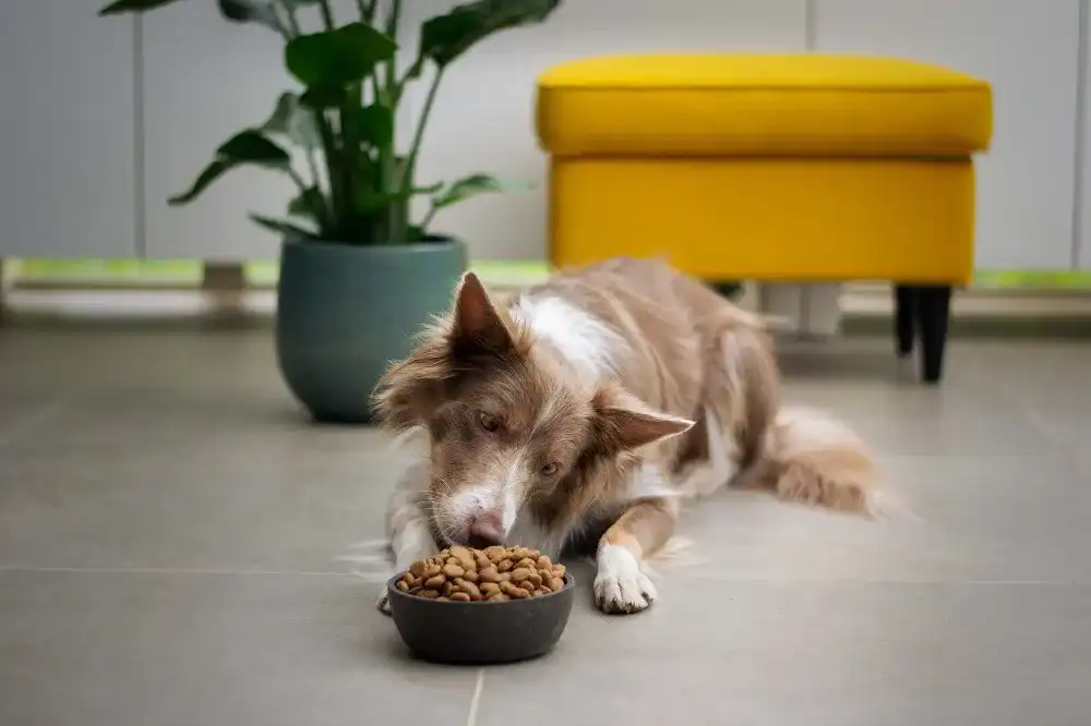 Hundefutter Hundefutter