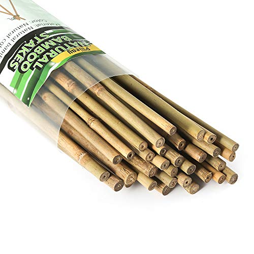 Die beste bambusstaebe pllieay 25 stueck 60 cm aus natuerlichem bambus Bestsleller kaufen