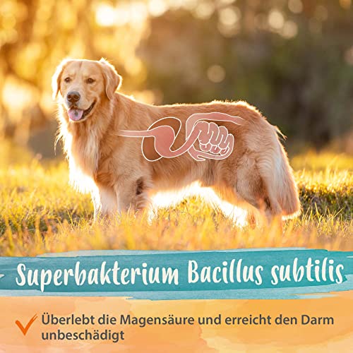 Darmsanierung Hund Ida Plus Darmbiotic 120 Tabletten