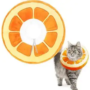 Halskrause Katze