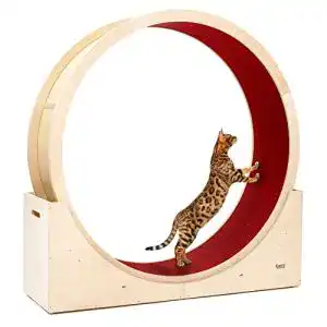 Katzenlaufrad