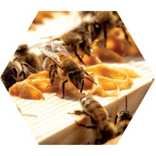 Oxalsäure Serumwerk Bienenwagner 1x 500Ml dihydrat