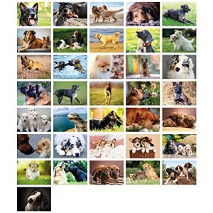Postkarten-Set Clever Pool: 36 Postkarten mit Hundemotiven