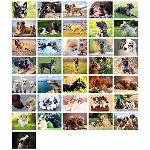 Die beste postkarten set clever pool 36 postkarten mit hundemotiven Bestsleller kaufen