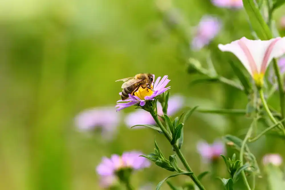 propolis