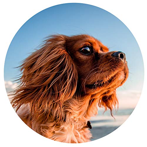 Vitamin-B-Komplex Hund DOG FIT by PreThis ® small, vegan