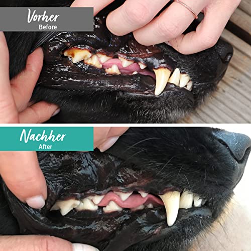 Zahnpflege Katze AniForte Denta Clean & Care Zahnpflege Pulver