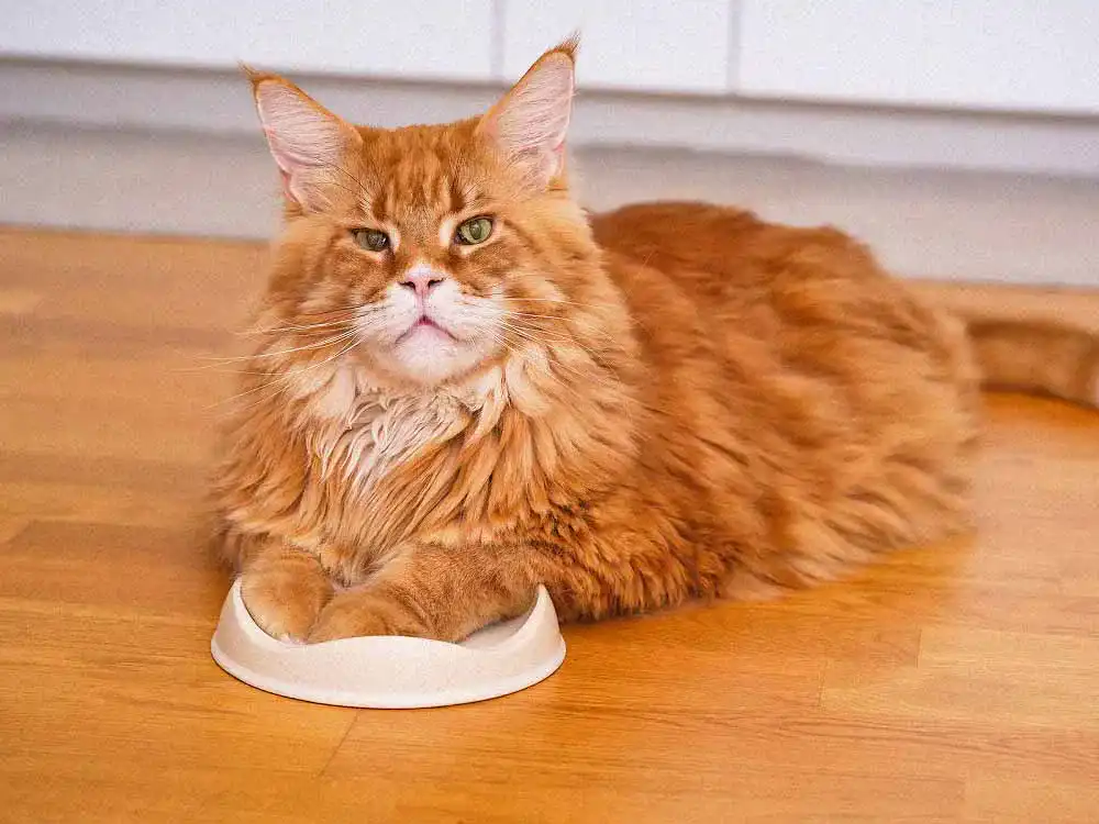 Katzenfutter Katzenfutter