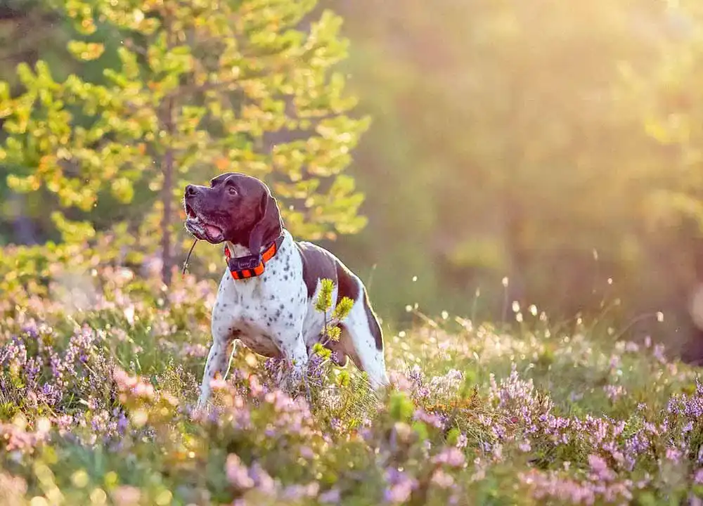 GPS-Tracker für Hunde
