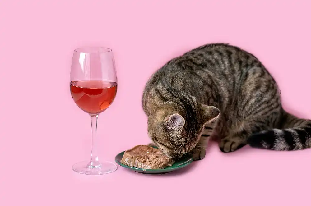 Katzenfutter Katzenfutter