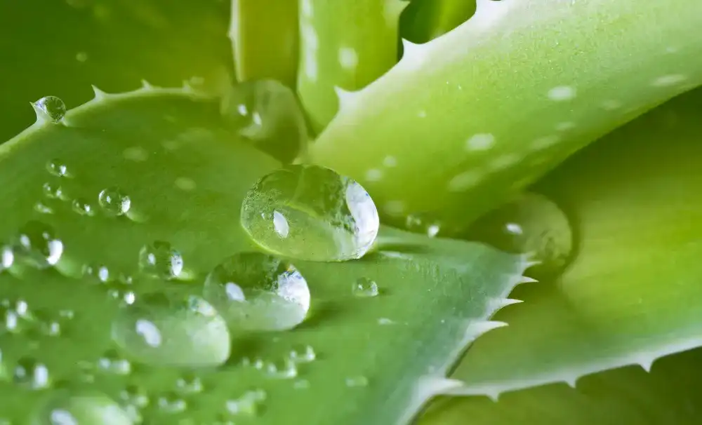 Aloe Vera Saft Aloe Vera Saft