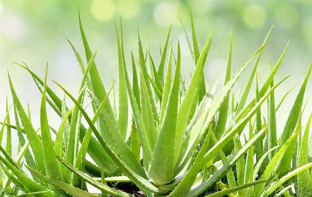 Aloe Vera Saft Aloe Vera Saft