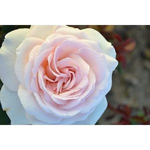 ADR-Rose Rosen Union Duftrose ‘Schloß Ippenburg’ -R-, Duft-Edelrose