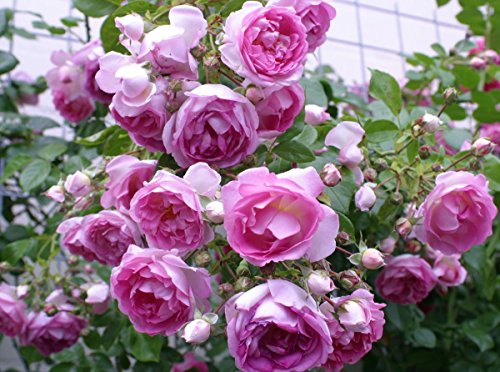 Die beste adr rose rosen union kletterrose jasmina r kletterrose Bestsleller kaufen