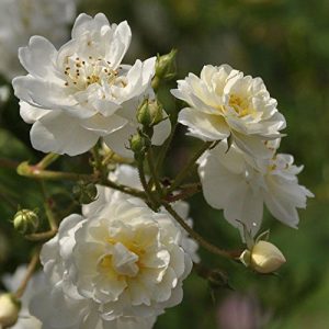 ADR-Rose Rosen Union Rambler ‘Guirlande d’ Amour’ -R-, Rambler-Rose