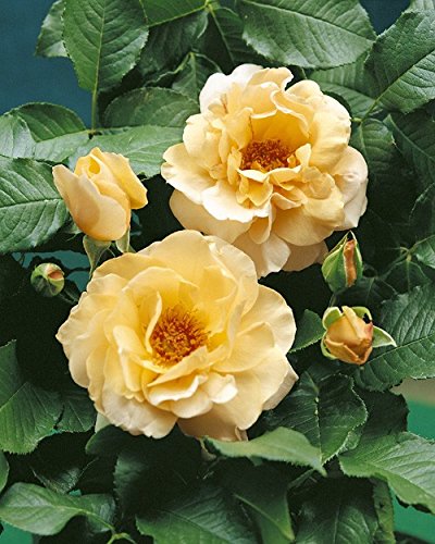 Die beste adr rose rosen union strauchrose kaiser von lautern r Bestsleller kaufen