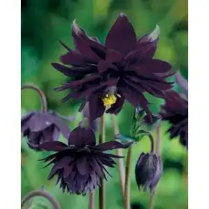 Akelei-Samen Grow Your Secret Garden Akelei `Black Barlow` 20 Samen