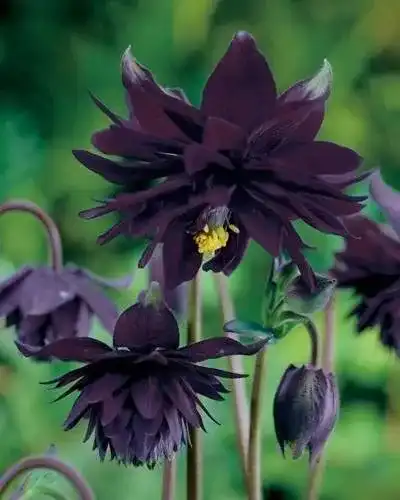 Akelei-Samen Grow Your Secret Garden Akelei `Black Barlow` 20 Samen