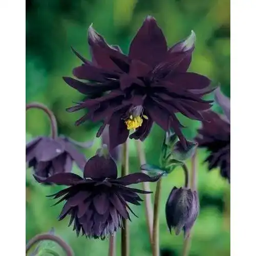 Akelei-Samen Grow Your Secret Garden Akelei `Black Barlow` 20 Samen