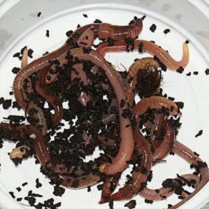Angelwürmer Feeders & more 30 Stück groß Rotwurm Dendrobena