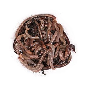 Angelwürmer Natursache Imperator-Wurmpaket – Kanadische Tauwürmer