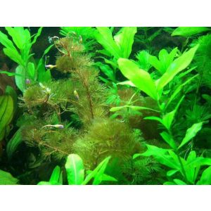 Aquarium-Pflanzen aquariumpflanzen.net Anti Algen Set