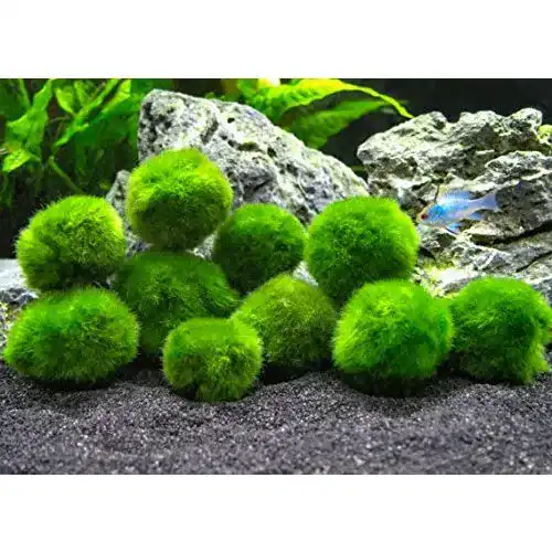 Aquarium-Pflanzen Aquatic Arts 10 Marimo Mooskugeln