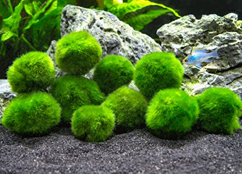 Die beste aquarium pflanzen aquatic arts 10 marimo mooskugeln Bestsleller kaufen