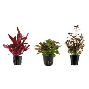 Aquarium-Pflanzen Tropica Pflanzen Set mit 3 schönen roten Töpfen