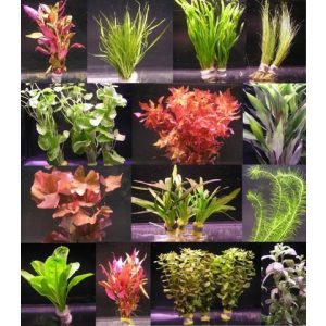 Aquarium-Pflanzen WFW wasserflora 10 Bunde mit über 80