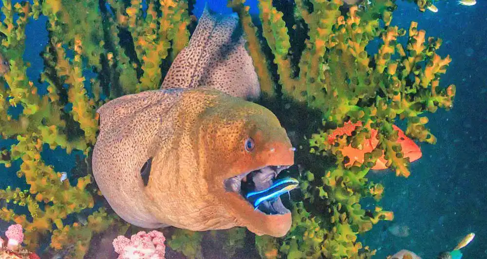 Aquarium Scheibenreiniger Aquarium Scheibenreiniger