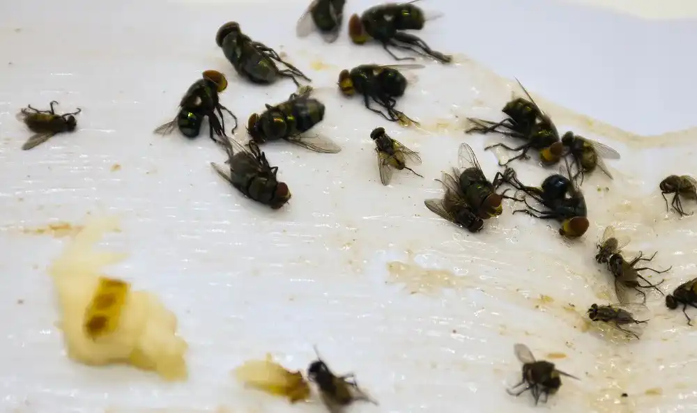 Fruchtfliegenfalle Fruchtfliegenfalle