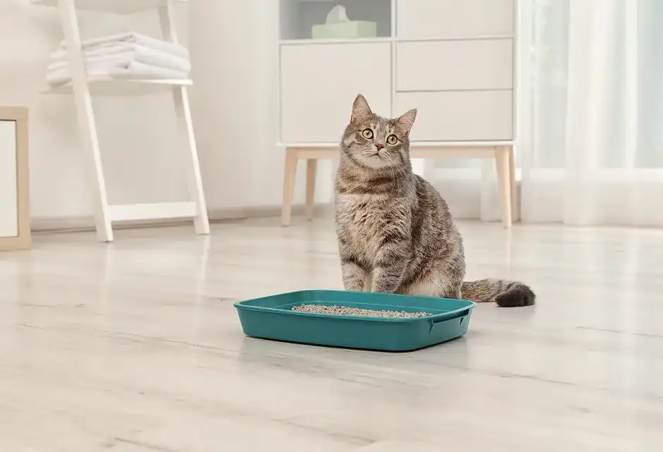Katzenstreu Katzenstreu
