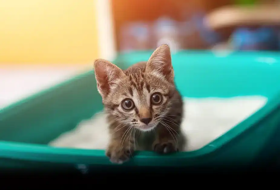 Katzentoilette