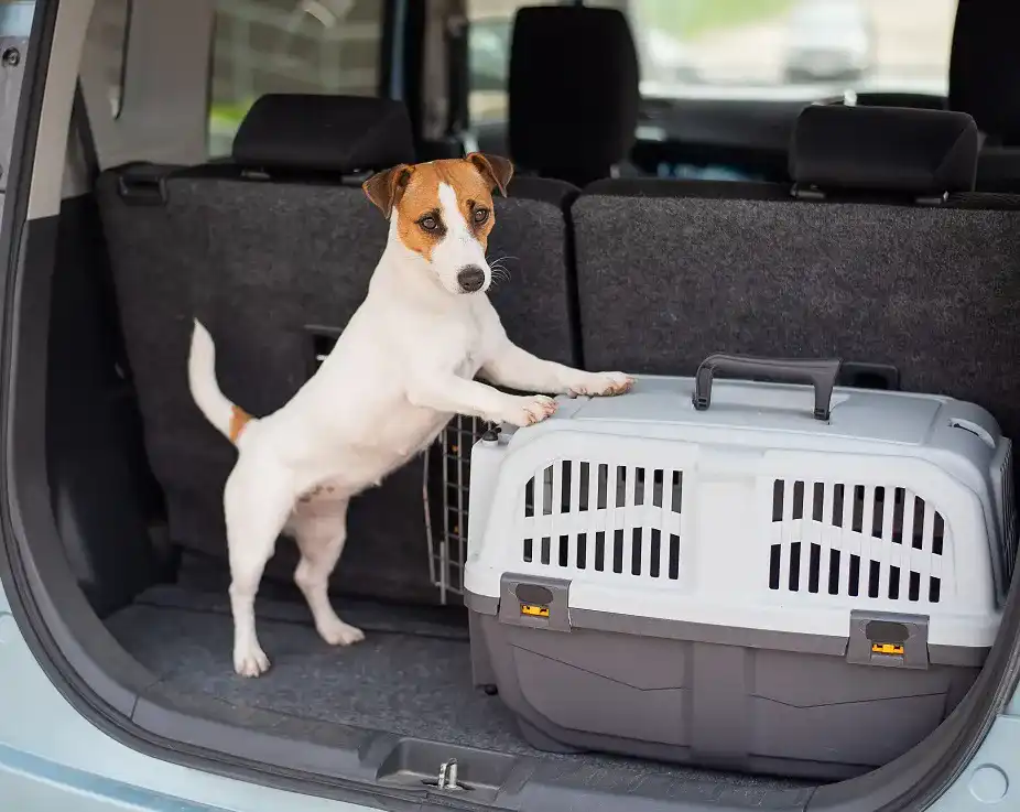 Hundebox Hundebox