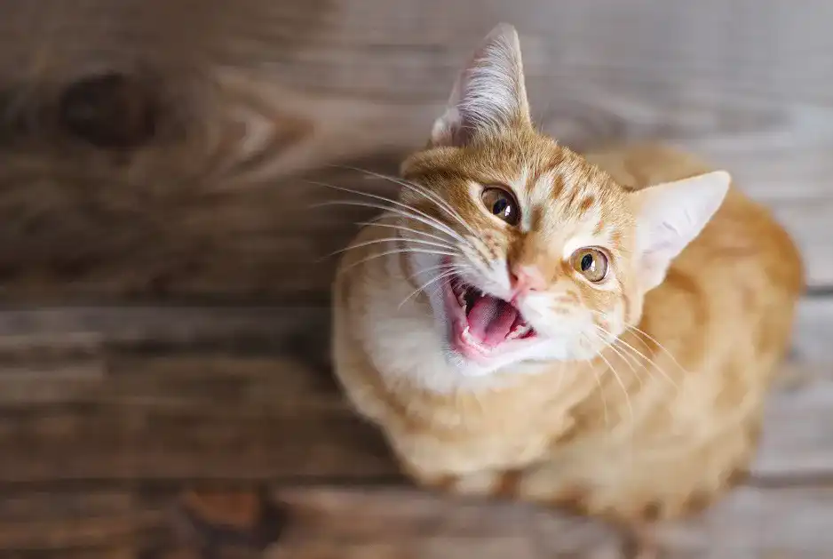 Katzennassfutter Katzennassfutter