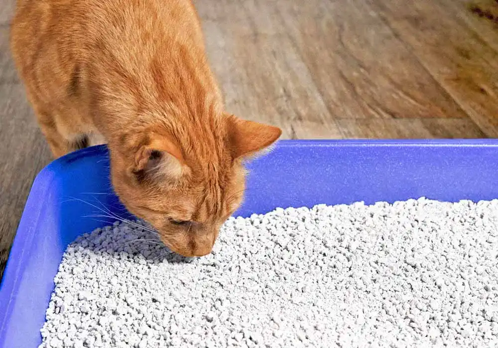 Katzenstreu Katzenstreu