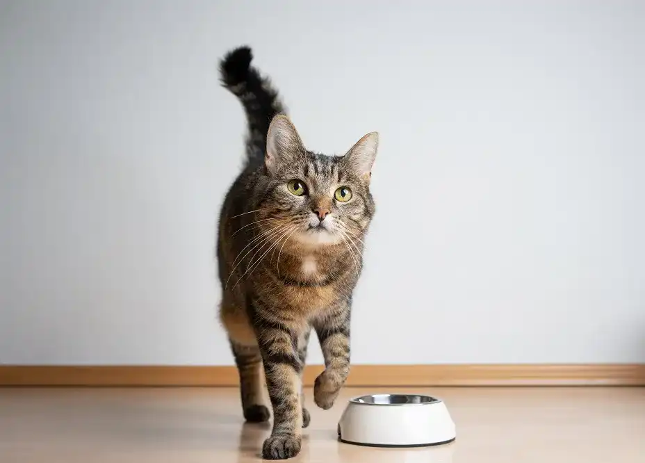 Katzennassfutter Katzennassfutter