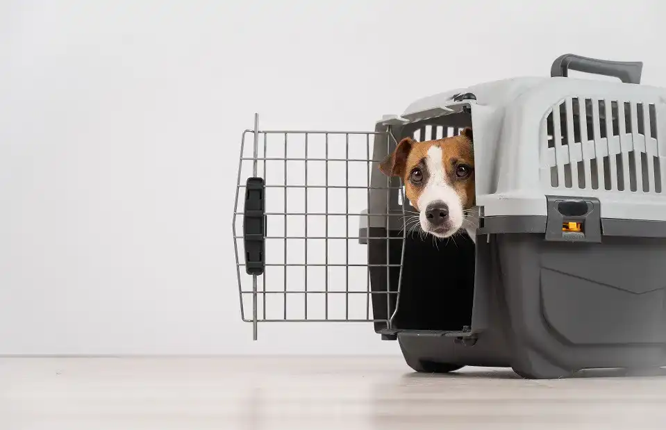 Hundebox Hundebox