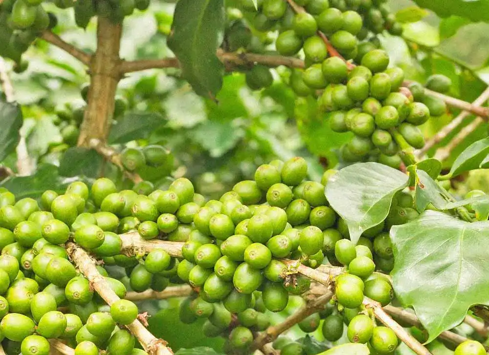 Grüner Kaffee2