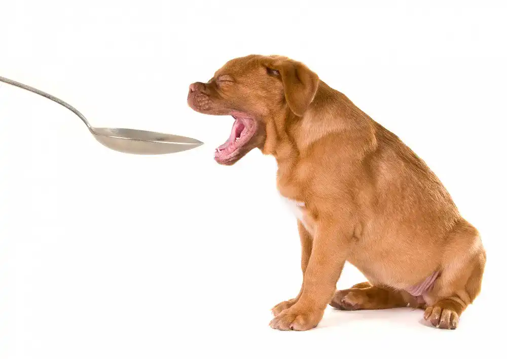 Barf-Öl Barf-Öl