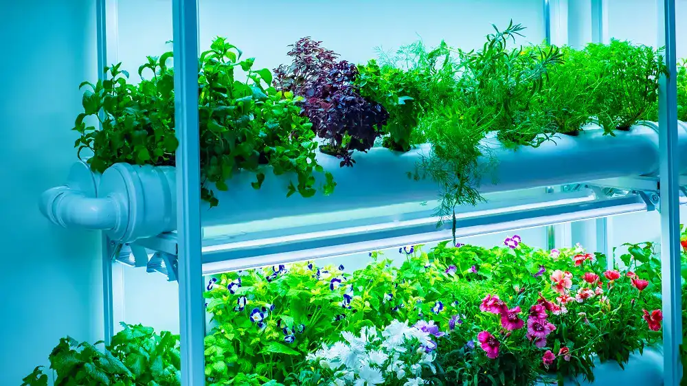 Growbox1 Growbox1