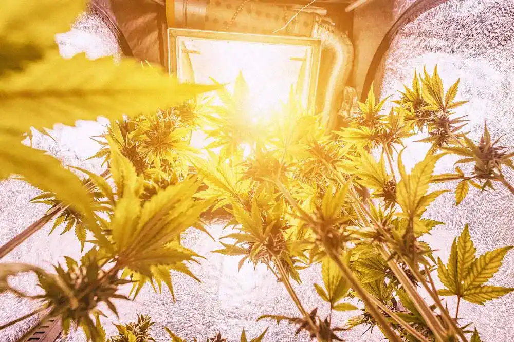 Growbox2 Growbox2