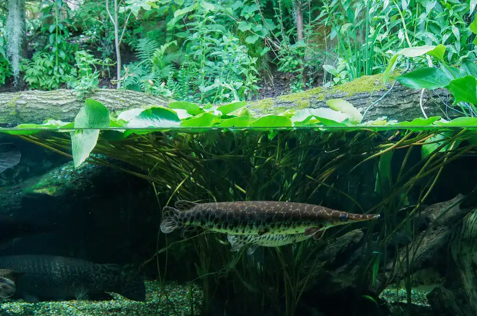 Paludarium