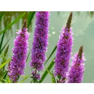 blutweiderich-zac-wagner-2-toepfe-lythrum-salicaria-teichpflanze