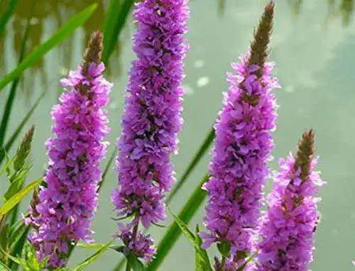 Blutweiderich ZAC Wagner 2 Töpfe (Lythrum salicaria) Teichpflanze