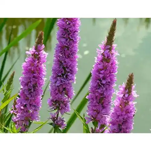 Blutweiderich ZAC Wagner 2 Töpfe (Lythrum salicaria) Teichpflanze